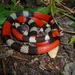 Ribbon Coralsnake - Photo (c) adrianomaciel, all rights reserved, uploaded by adrianomaciel