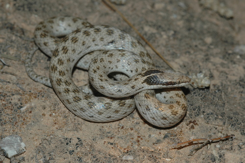 Desert Nightsnake