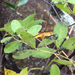 Baptisia albescens - Photo (c) jtuttle, כל הזכויות שמורות, הועלה על ידי jtuttle