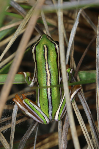 Rutenberg's Reed Frog