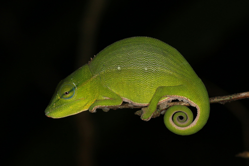 Perinet Chameleon