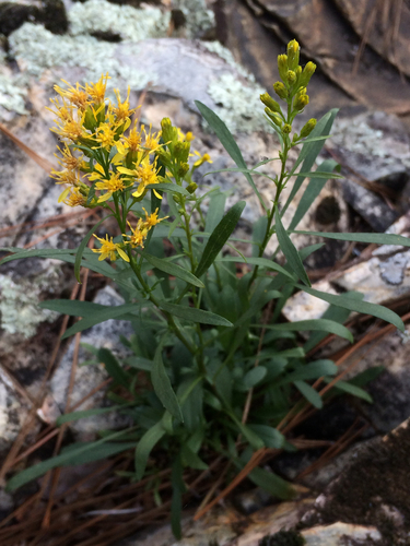 plumed goldenrod (Solidago plumosa)