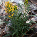 Yadkin River Goldenrod - Photo (c) jtuttle, all rights reserved, uploaded by jtuttle