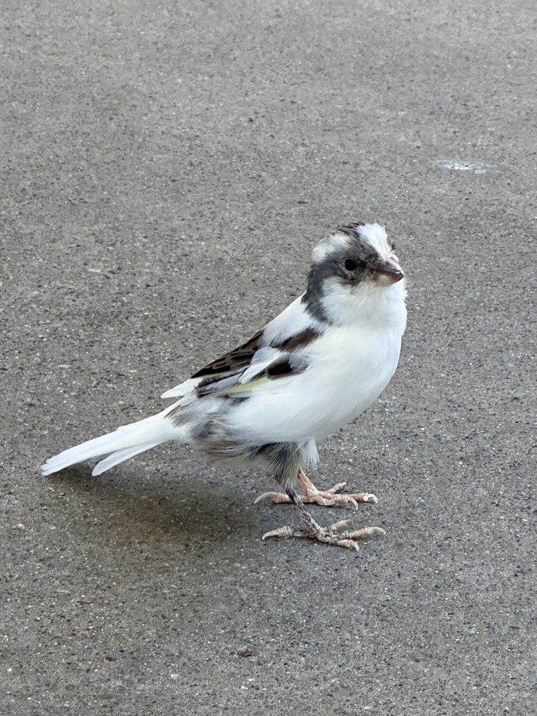 Island Canary