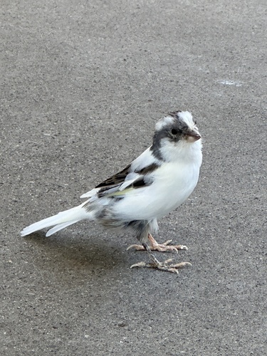 Serinus canaria