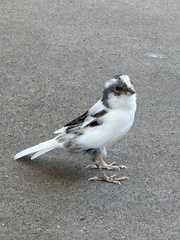Island Canary