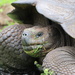 Santa Cruz Island Giant Tortoise - Photo (c) Robert Sorenson, all rights reserved, uploaded by Robert Sorenson