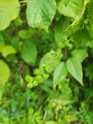 roadside agrimony
