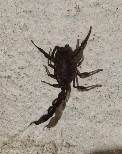 Moroccan Fat-tailed Scorpion
