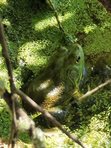 iNaturalist observation photo of American Bullfrog