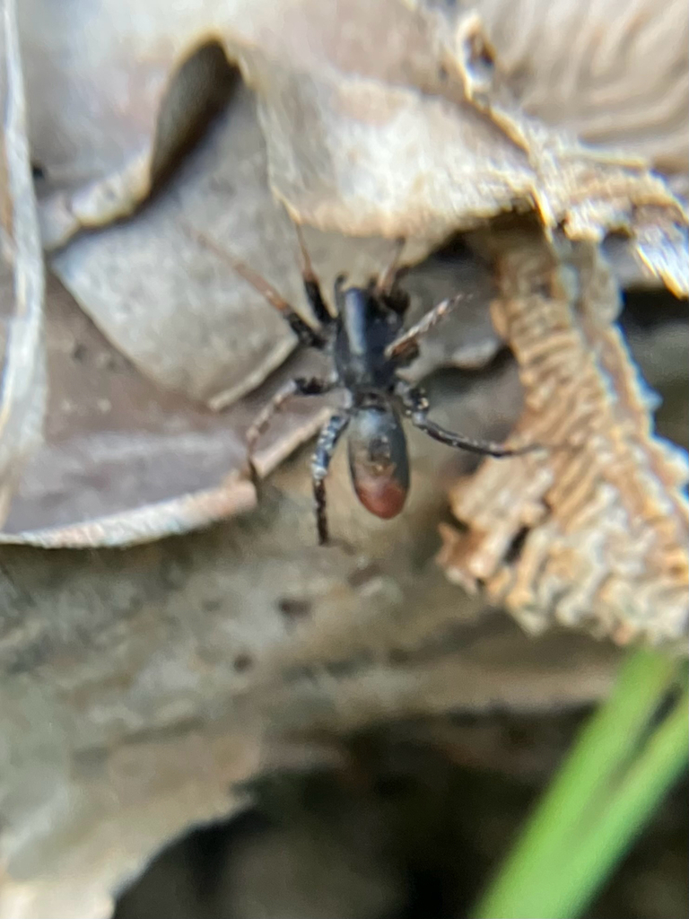 Redspotted Antmimic Sac Spider from 44th Ave S, Minneapolis, MN,