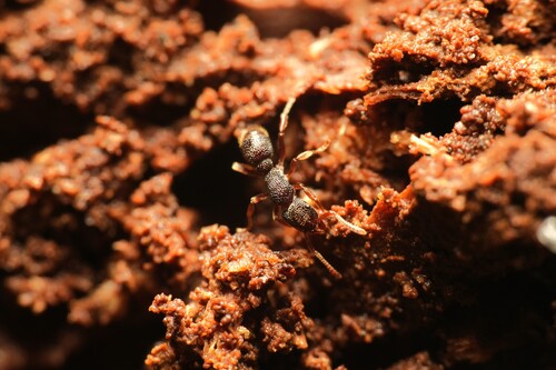 台湾曲颊猛蚁Stictoponera taivanensis