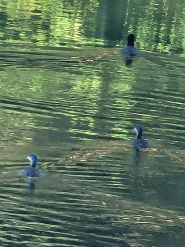 iNaturalist observation photo of American Coot