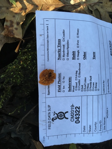 Gymnopilus (Photo 2 of 2)