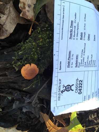 Gymnopilus
