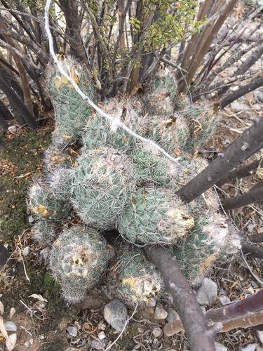 Coryphantha durangensis