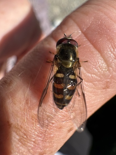 Unknown species found near Glacier National Park, Babb, MT, US