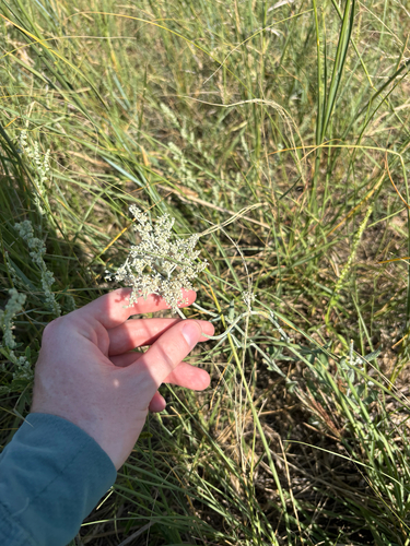 annual buckwheat