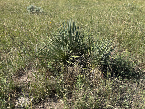 Great Plains yucca