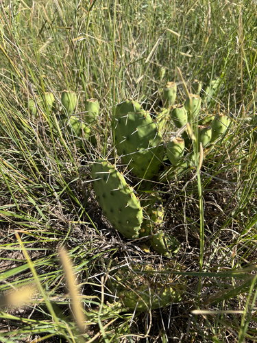 prairie pricklypear