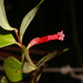 Macleania floribunda - Photo (c) Ruth Ripley, todos los derechos reservados, subido por Ruth Ripley