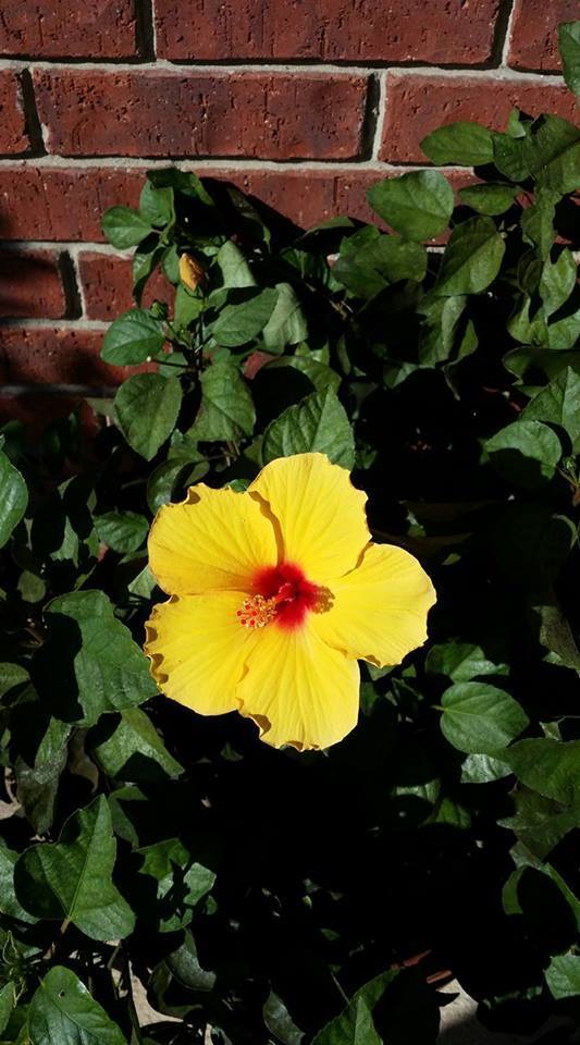 Chinese hibiscus from 1526 Warwick Drive Mansfield, TX 76063 on