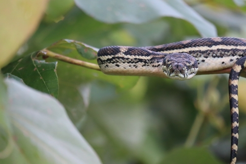 Coastal Carpet Python sighting