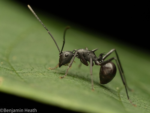 皮氏多刺蚁Polyrhachis peetersi