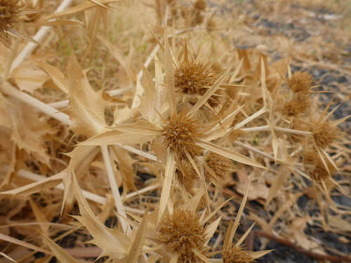 Field Eryngo