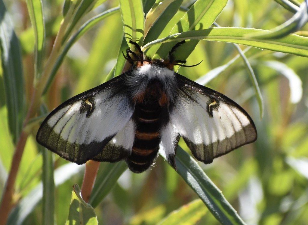 Nevada buckwheat moth