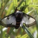 Nevada Buck Moth - Photo (c) Robert Luke, all rights reserved, uploaded by Robert Luke