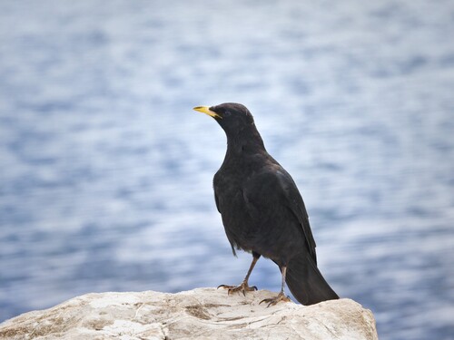 Yellow-billed Chough