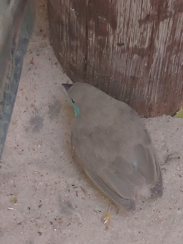 Southern Cordonbleu