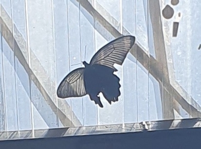 Spangle Swallowtail