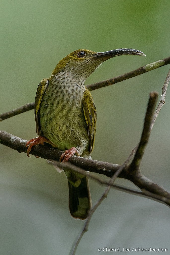 Bornean Spiderhunter (Arachnothera everetti) photo