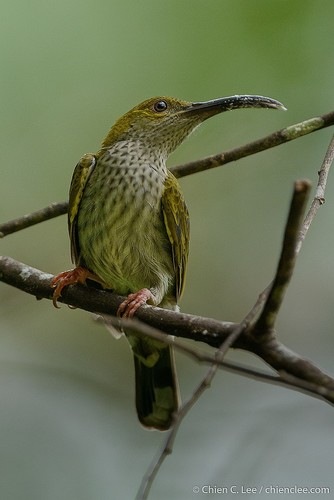 Bornean Spiderhunter