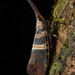 Pyrops hobbyi - Photo (c) Chien Lee, all rights reserved, uploaded by Chien Lee