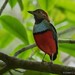 Papuan Pitta - Photo (c) Chien Lee, all rights reserved, uploaded by Chien Lee
