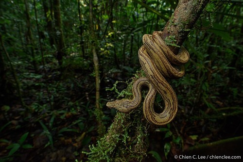 Pacific Boa