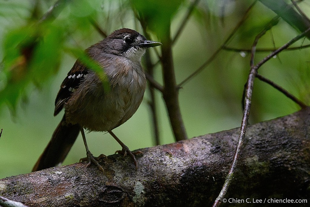 Papuan Scrub-Robin photo