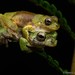 Black-dotted Tree Frog - Photo (c) Chien Lee, all rights reserved, uploaded by Chien Lee