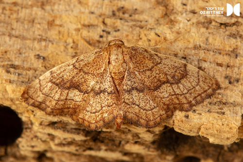 Idaea detritaria