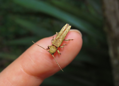 Typophaula
