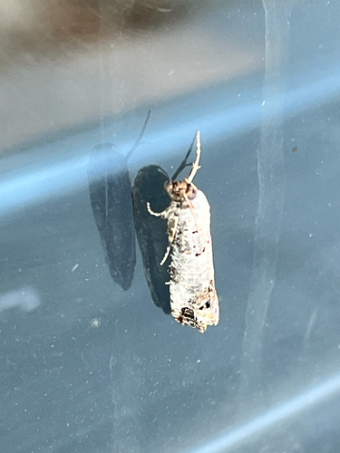iNaturalist observation photo of Pelochrista eburata