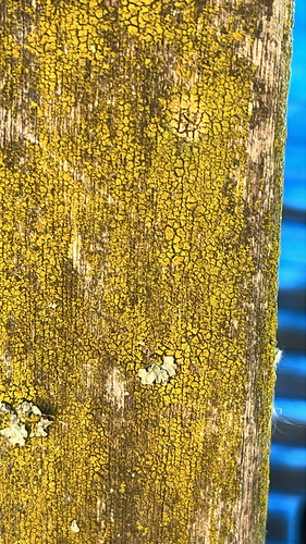 iNaturalist observation photo of Sac Fungi and Lichens