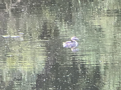 iNaturalist observation photo of Pied-billed Grebe