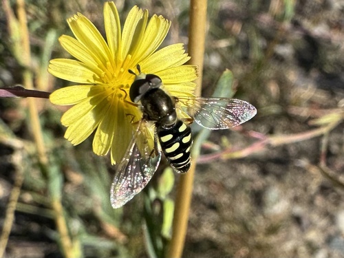 Unknown species found near W Stonecrop Rd, Wilson, WY, US