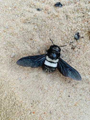 Big-headed Large Carpenter Bee