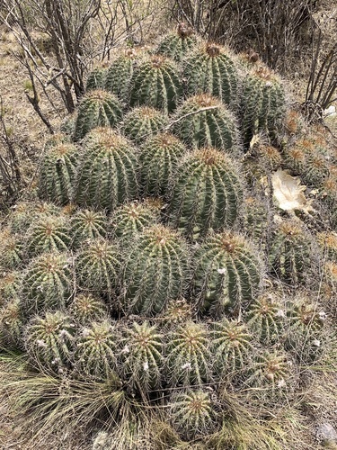 Trichocereus smrzianus · iNaturalist