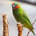 Papagaio-Do-Figo-de-Cara-Azul - Photo (c) subhashc, todos os direitos reservados